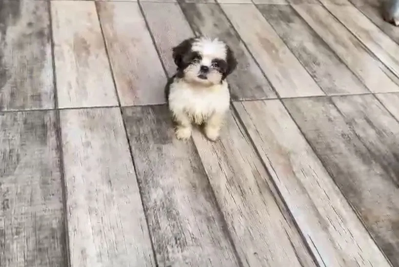 Filhote Shih Tzu
