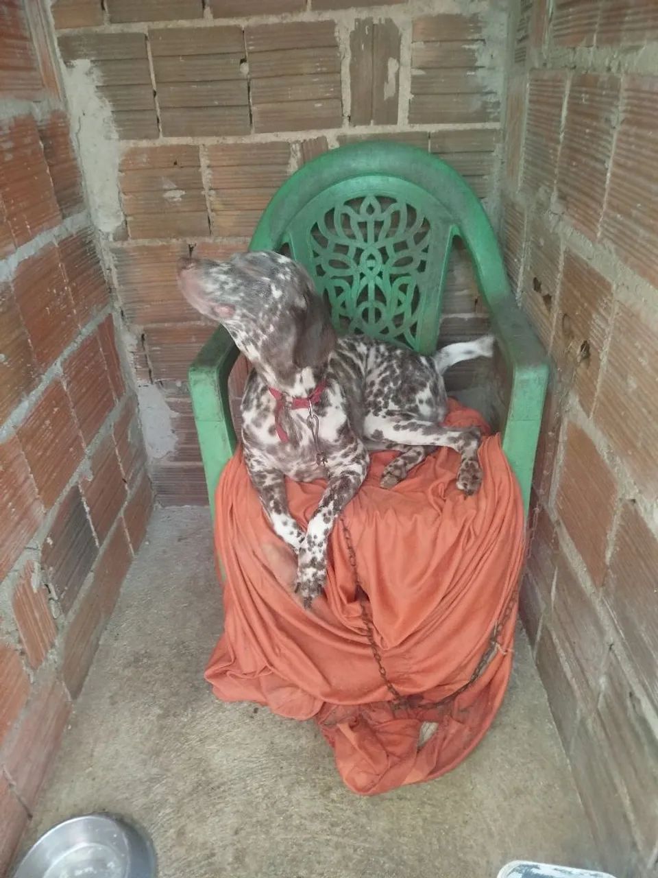 Cachorra perdigueira com dálmata pra doação 