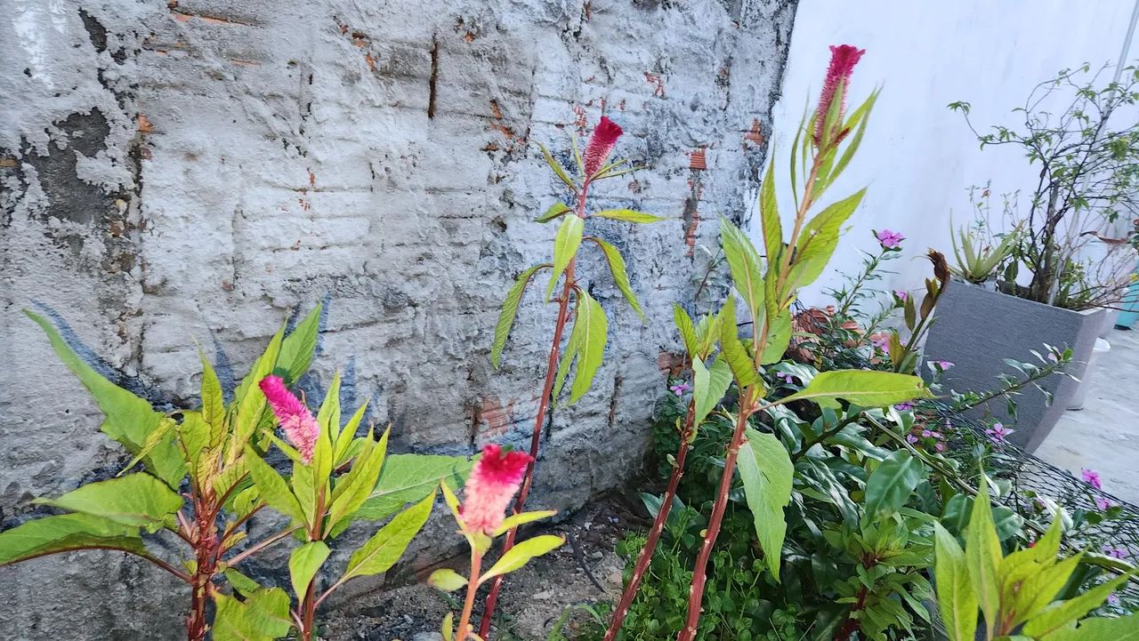 Mudas de Crista de Galo  - Foto 4