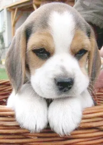 Beagle Ideal para famílias com crianças, super amorosos