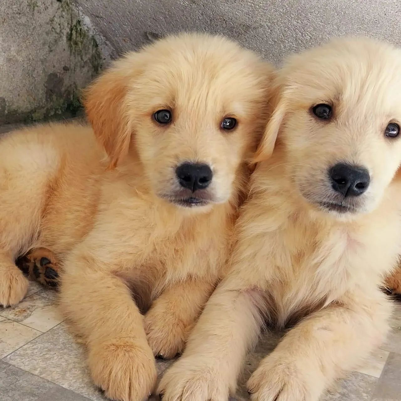 Golden Retriever: O sorriso mais famoso entre os cães espera por você!