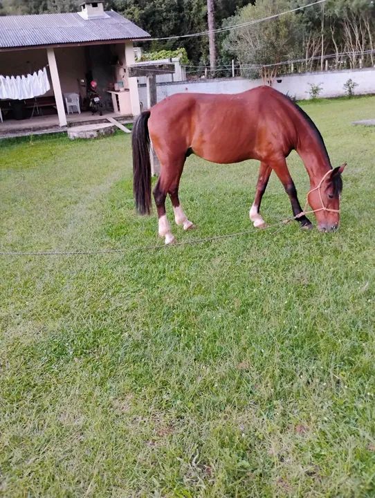 Cavalo manso  - Foto 2