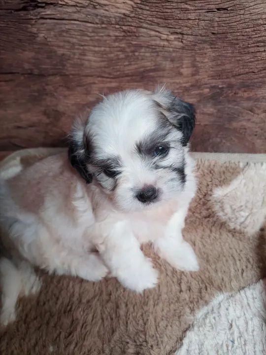 Vende _se filhote de chitzu macho