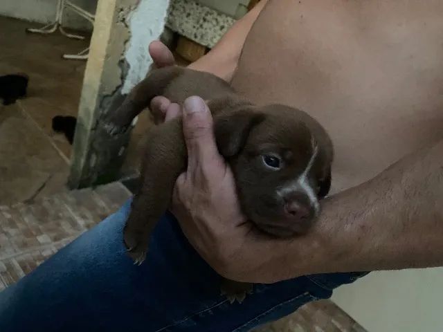 Cachorrinhos  - Foto 5