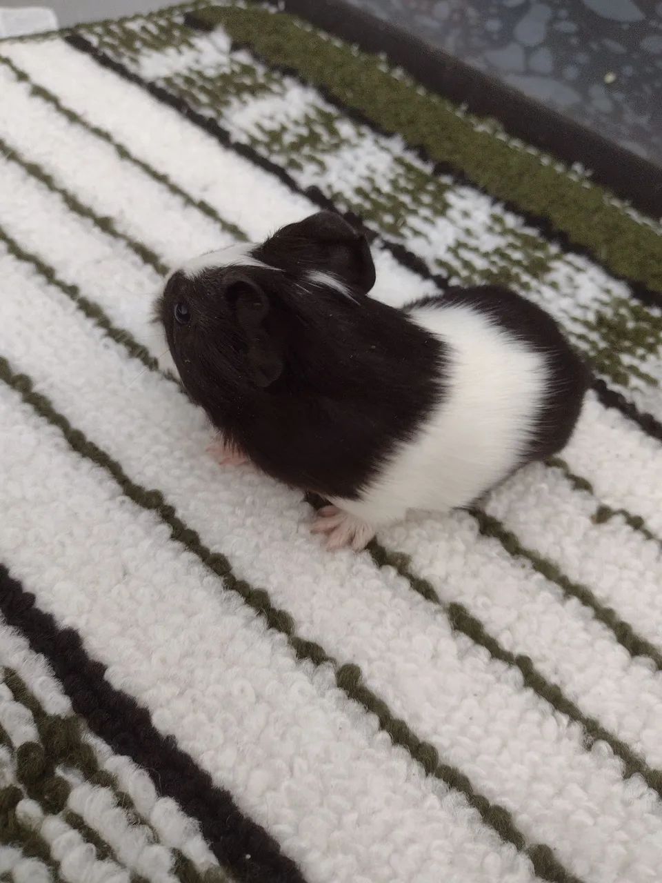 Porquinho da índia de várias cores  - Foto 4