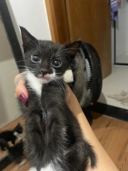 Gatinhos preto e branco disponível para adoção - Foto 3