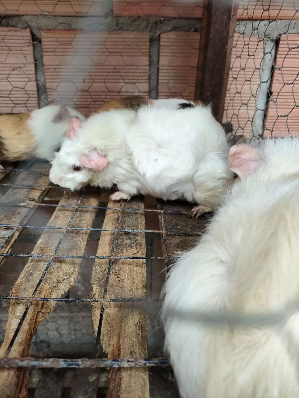 Porquinhos da índia  - Foto 2