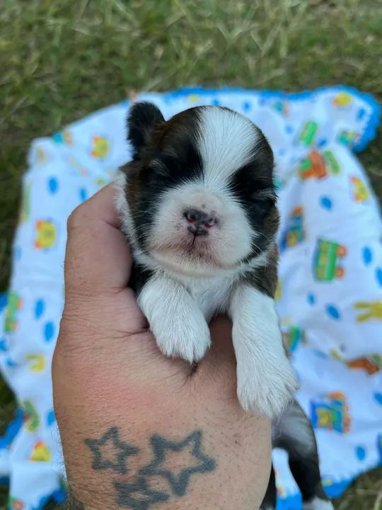 Shihtzu fêmea * - Foto 5
