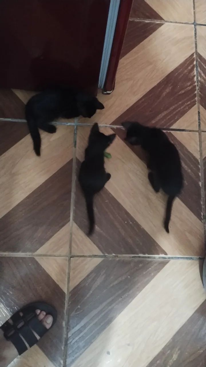 Doação de gatos em Diadema SP - Foto 3