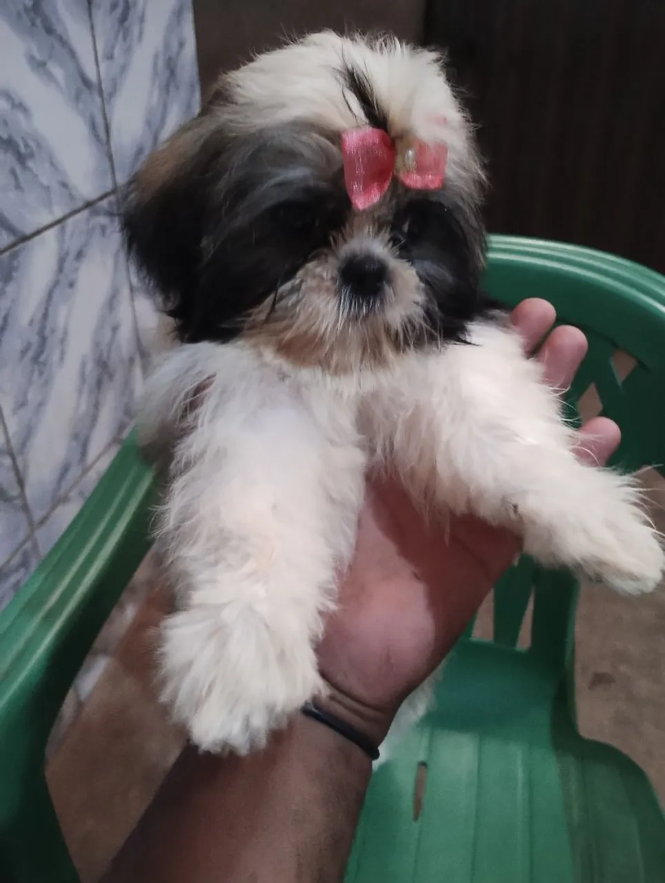 Shih Tzu fêmea