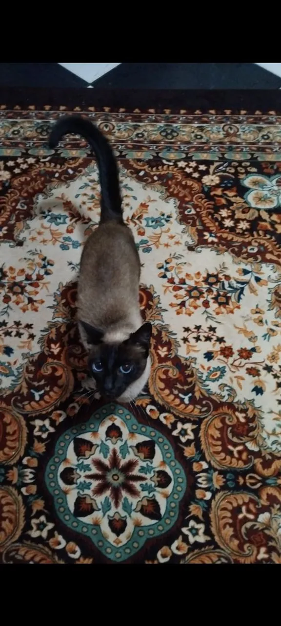 Gatinho Siamês Charmoso e Carinhoso