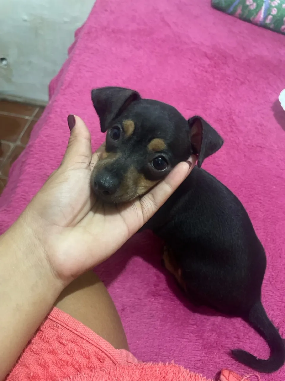Filhote de Pinscher 