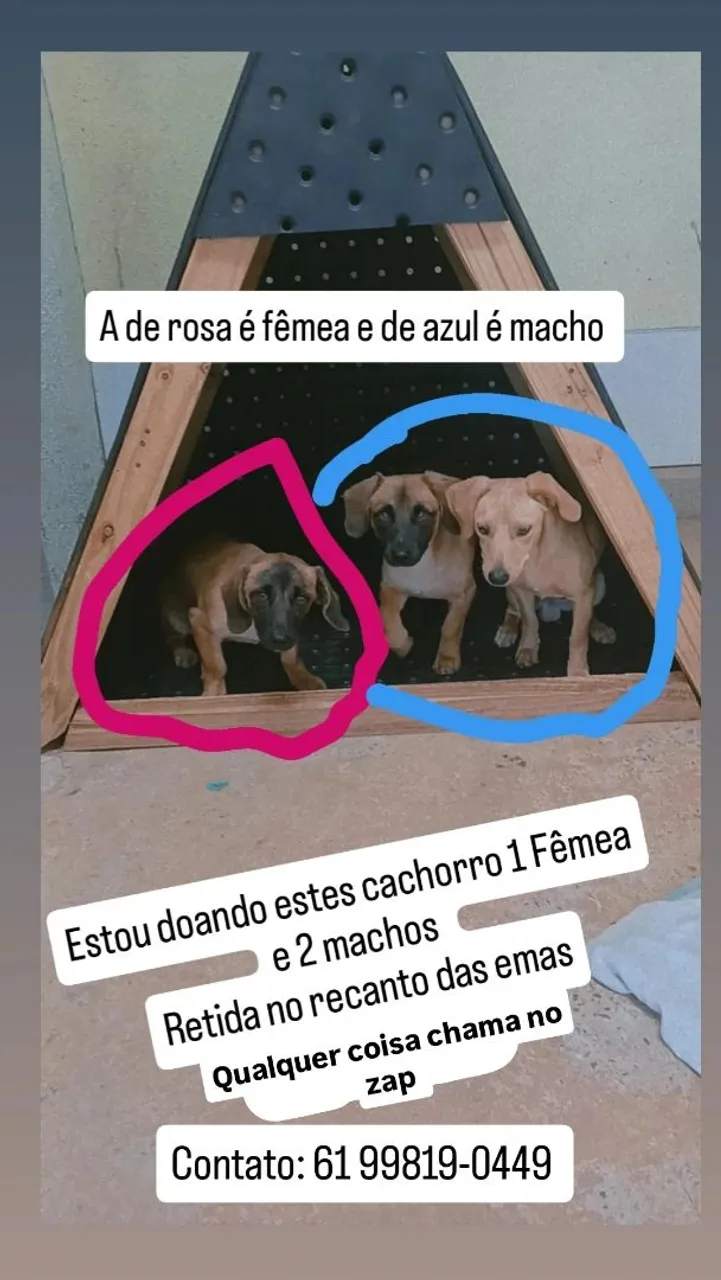 Doação de Cachorros - 1 Fêmea e 2 Machos