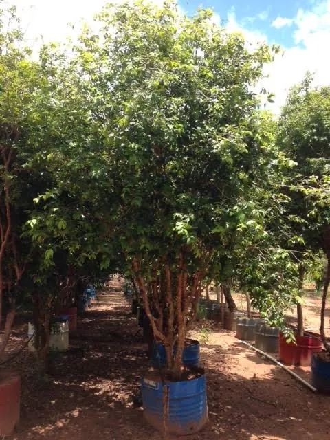 Vendo mudas de plantas Frutíferas. - Foto 2