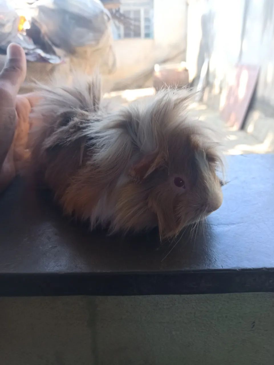 Porquinho da índia peruano64276689012225124