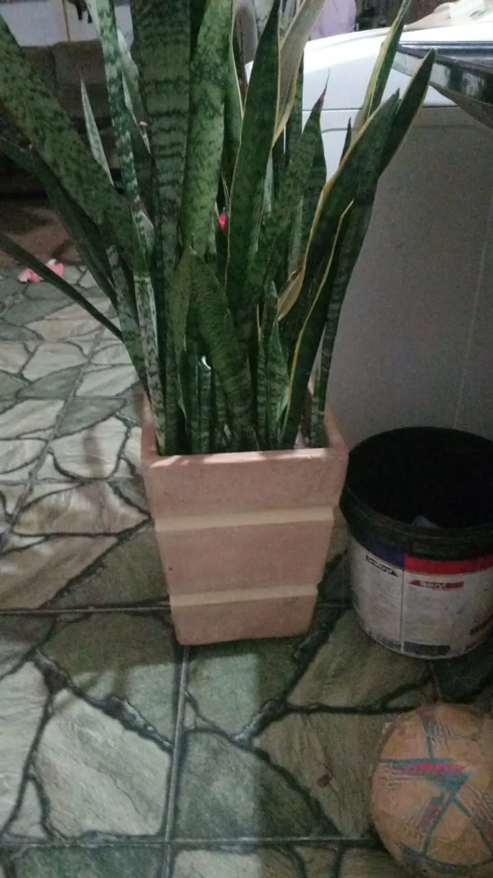 Planta Dracena com Vaso Decorativo