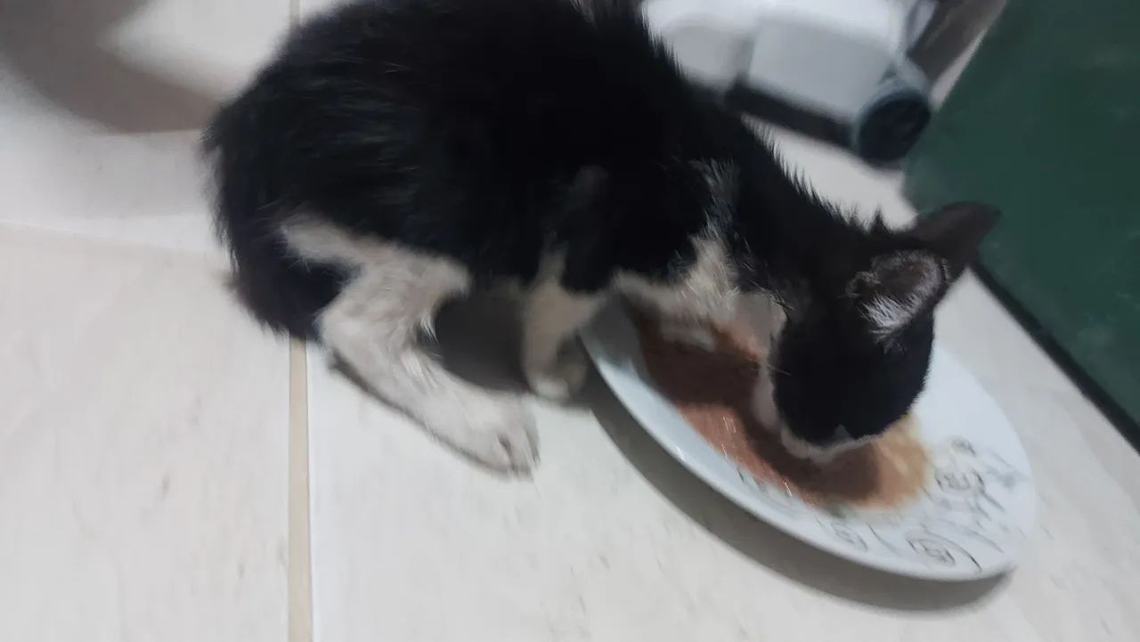 Filhote de gato Franjola para adoção urgente