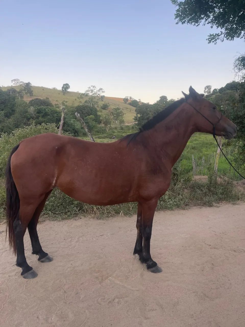 Égua mangalarga - Foto 3