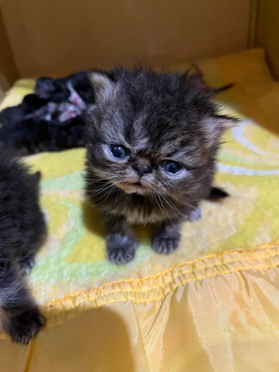 Persa Macho  - Foto 5