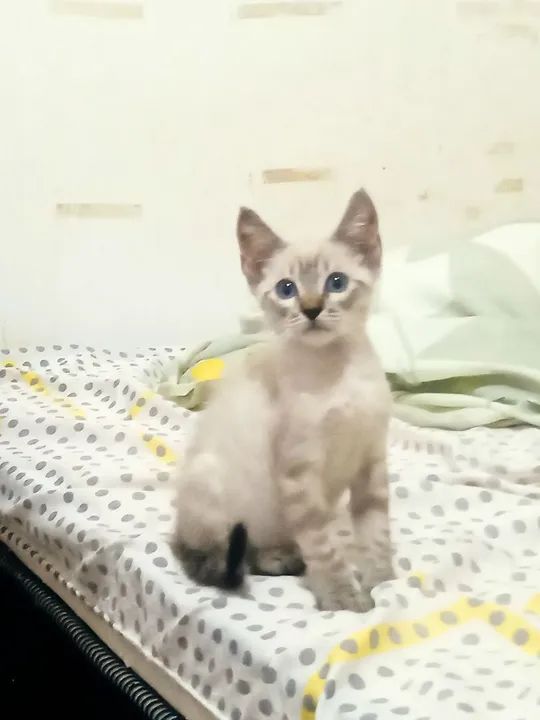 Bb de 2 meses  - Foto 5