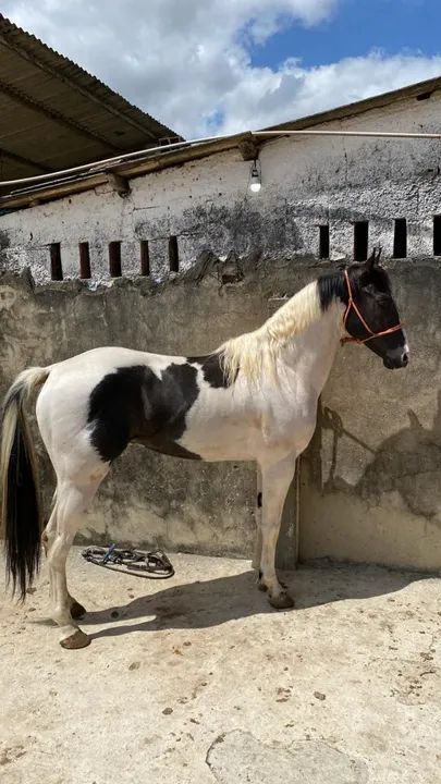 Garanhão Paint Horse Registrado - Foto 4