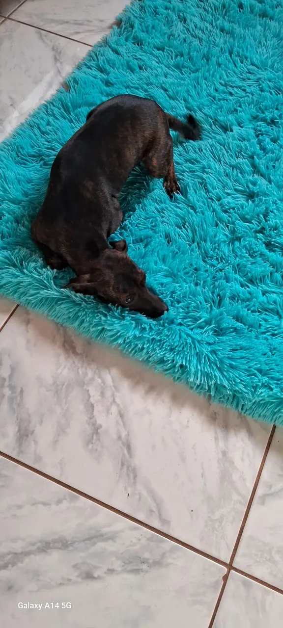 Vendo um cachorro pincher de número 3 fêmea.