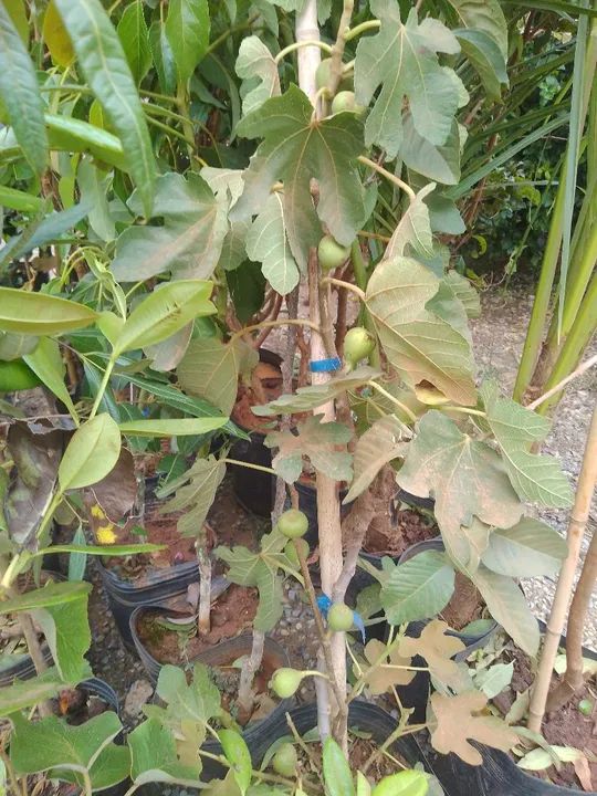 Mudas de jabuticaba e cocô anão  - Foto 6