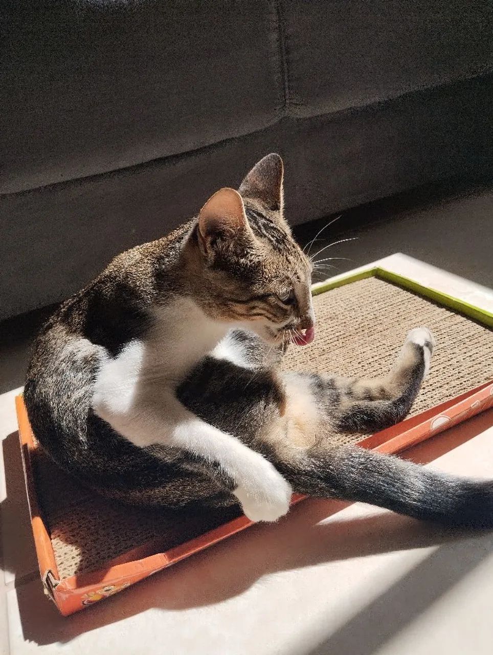 Adoção gatinha fêmea  - Foto 2