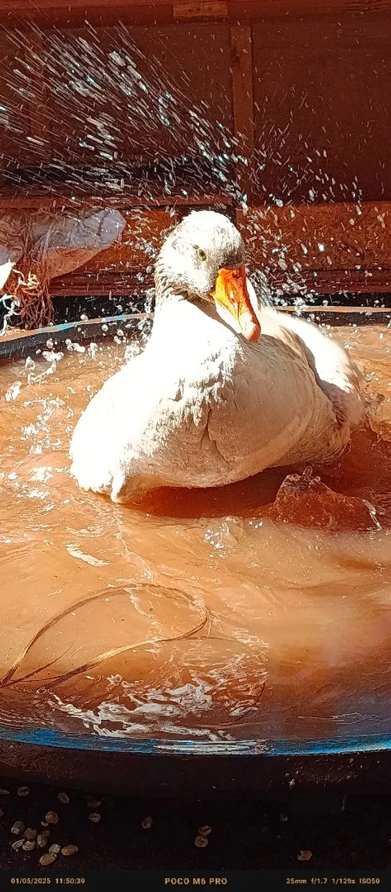 Ganso para venda e pato