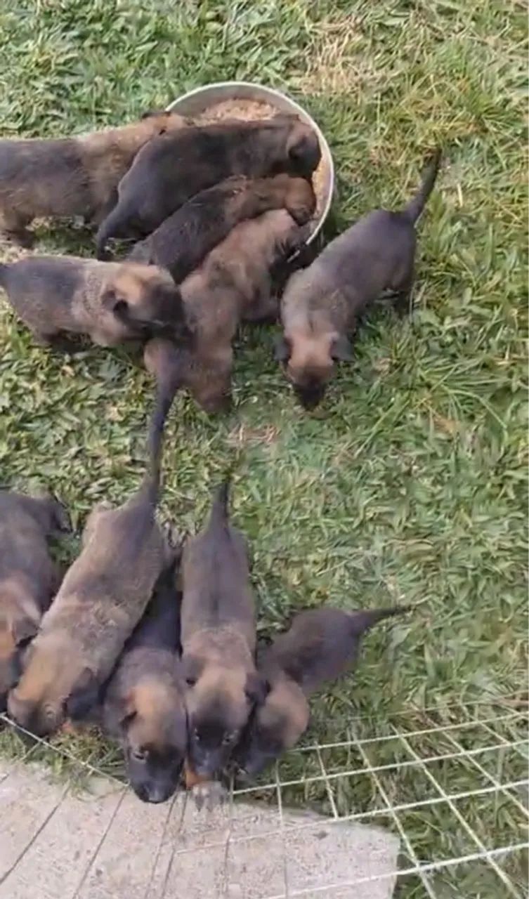 Filhotes de Pastor Belga Malinois - Foto 2