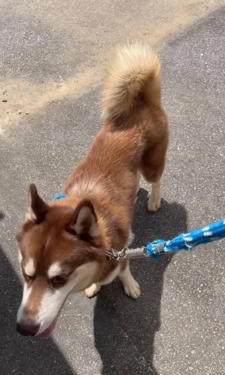 Husky Siberiano Marrom Macho