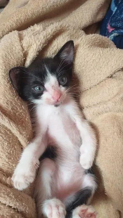 Doação de gatinhos  - Foto 2