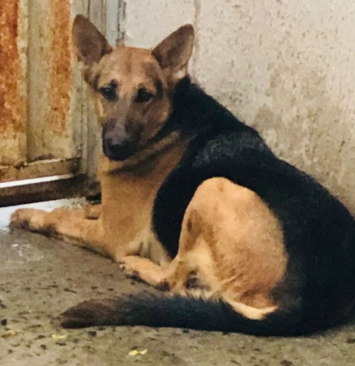 Doação pastor alemão fêmea 