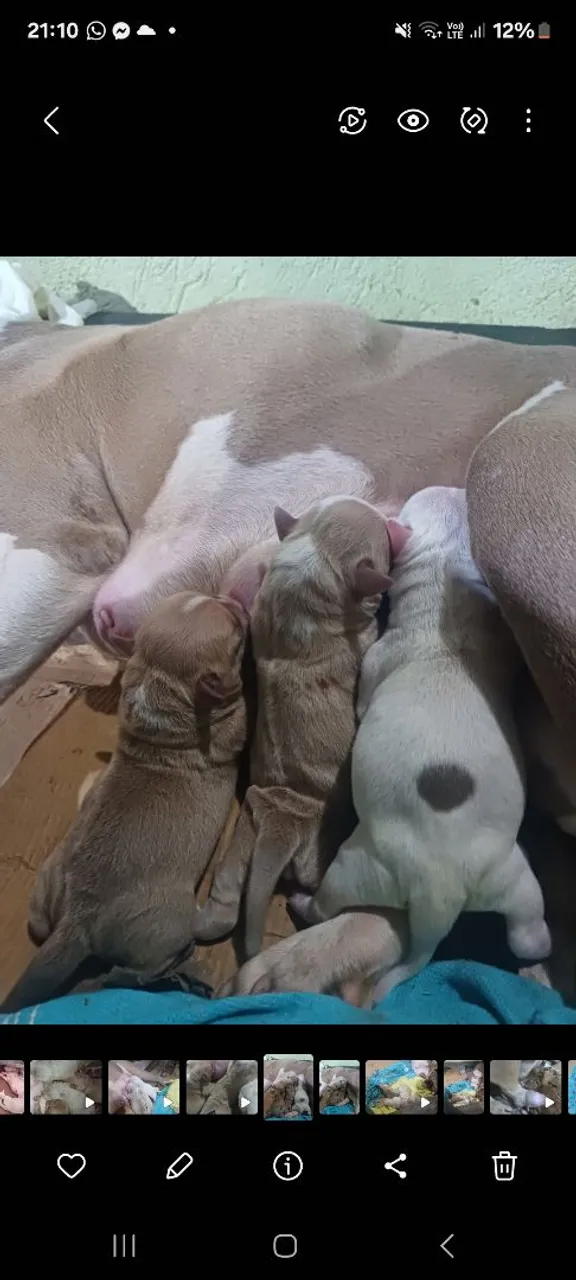 Filhotes de american bully