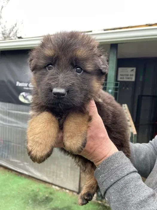 Pastor Alemão O Cão Perfeito para Quem Busca um Amigo Fiel! - Foto 2