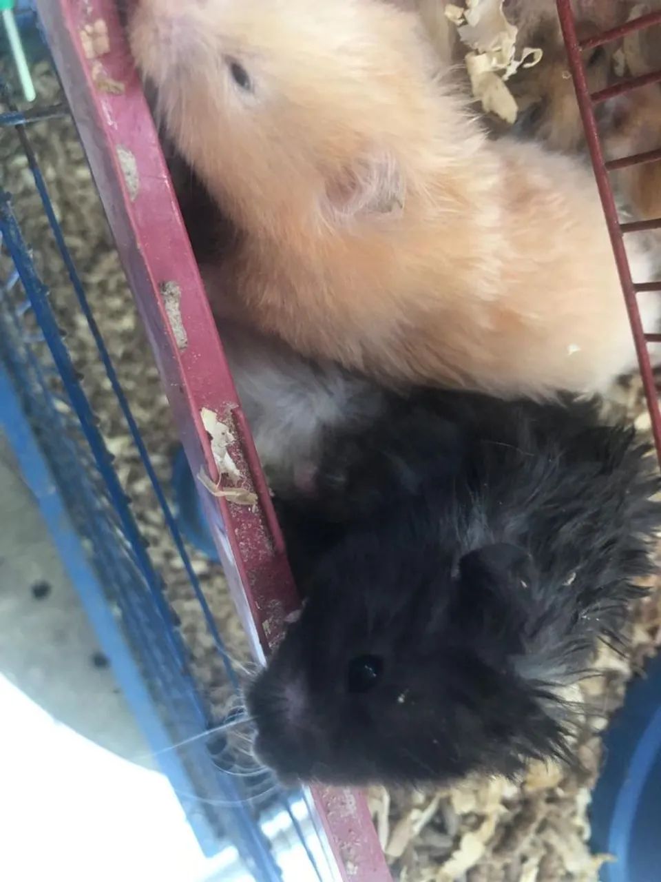 Hamster  - Foto 2