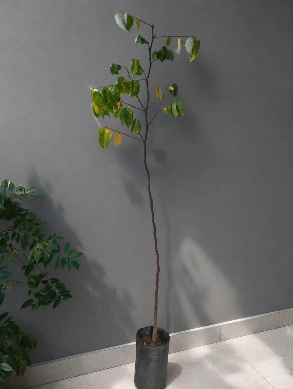 Mudas plantas - Foto 3