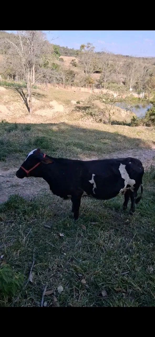 Mini vaquinha amojando . - Foto 2