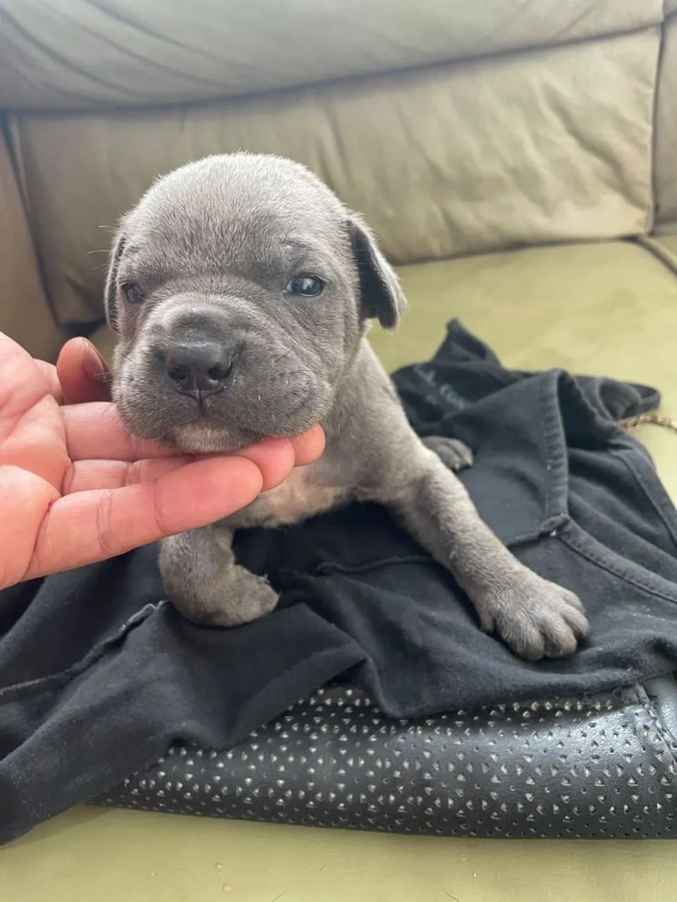Cane corso italiano  - Foto 5
