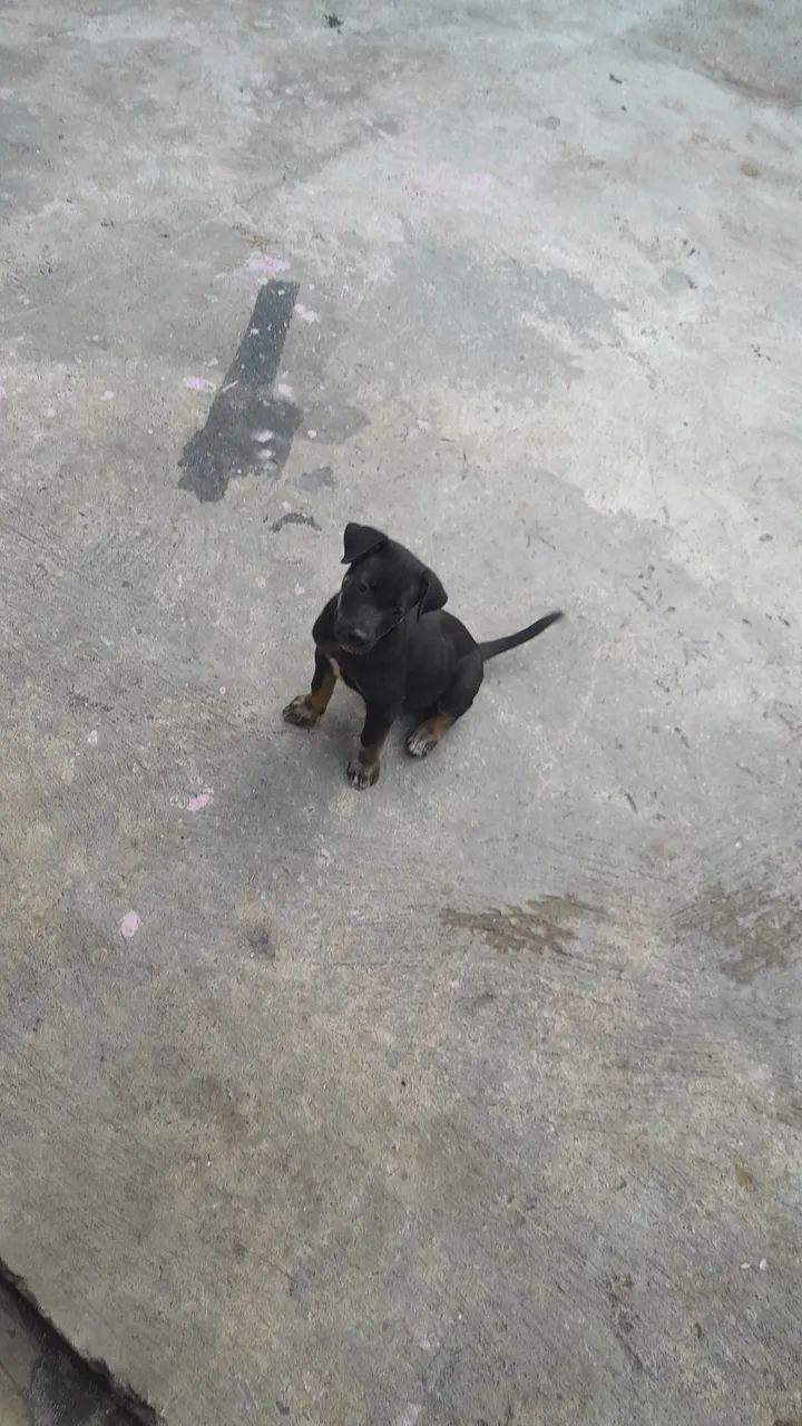 Doação  - Foto 4