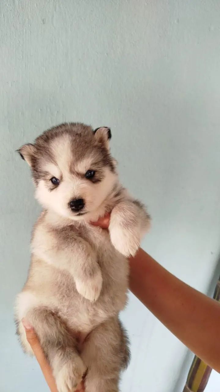 Husky pelo longo - Foto 4