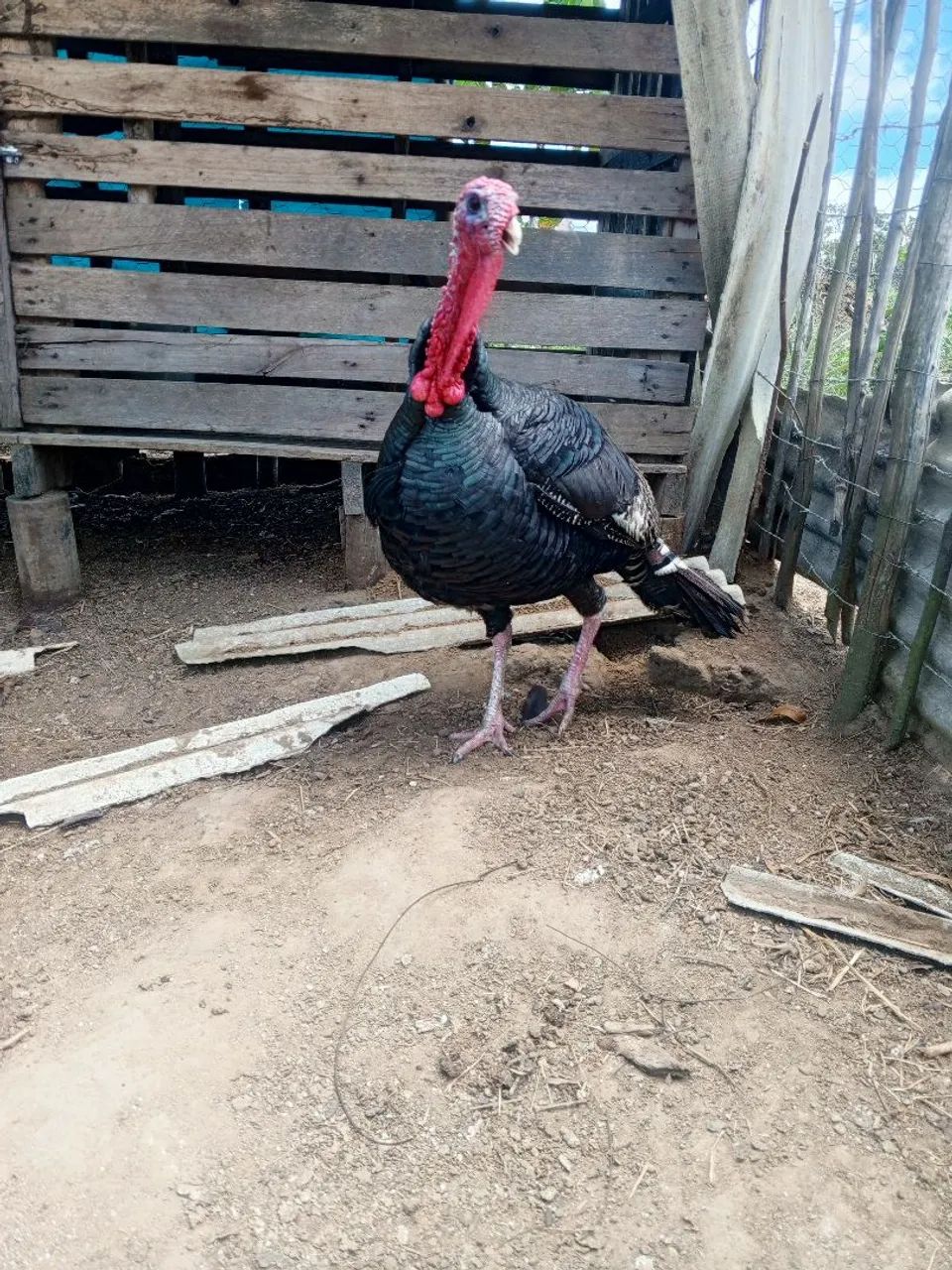Vendo perú 