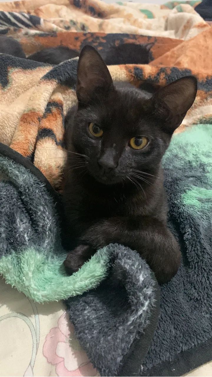 Doação de gato  - Foto 2