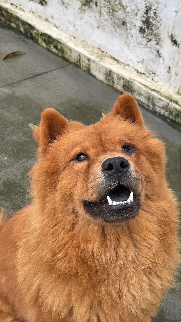 Chowchow disponível  - Foto 2