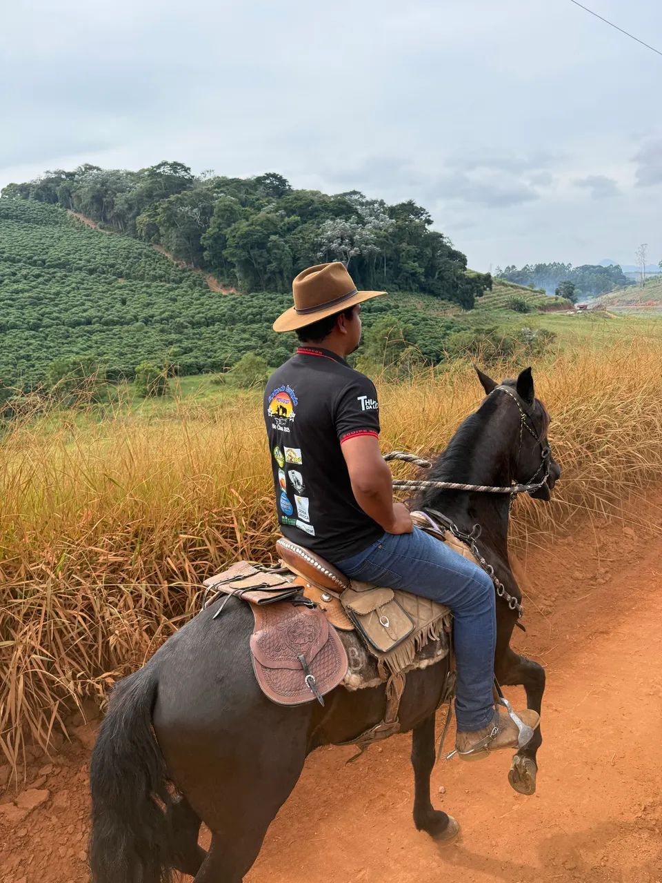 Mangalarga marchador  - Foto 2
