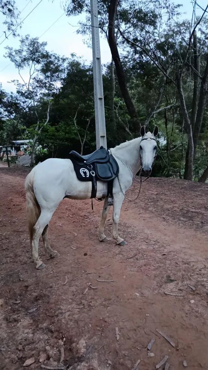 Cavalo macha batida 