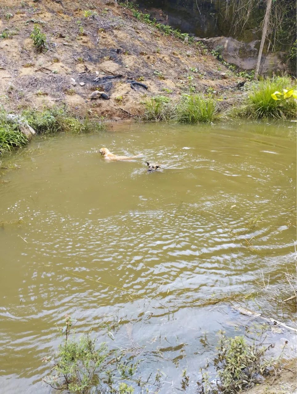 SÍTIO À VENDA - PENDANGA / IBIRAÇU - ES - Foto 3