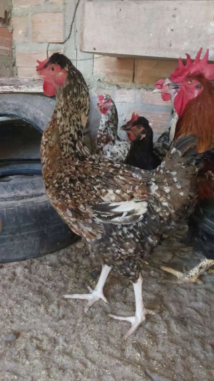 Pintinhos Galinha sertaneja balão GSB - Foto 4