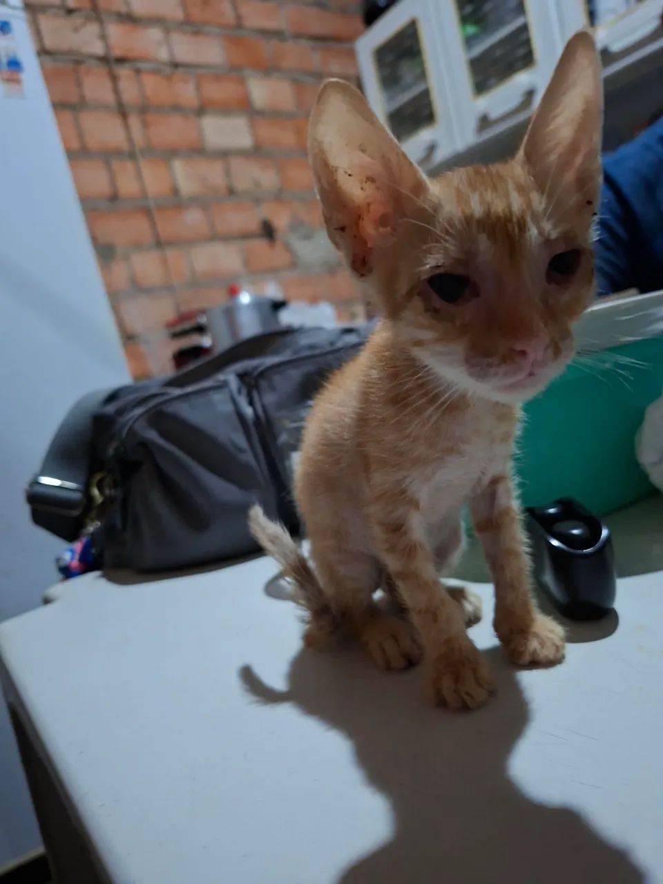 Doa se gatos  - Foto 4