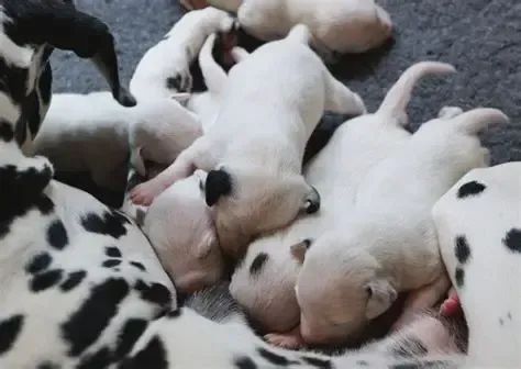 LABRADOR X DALMATA